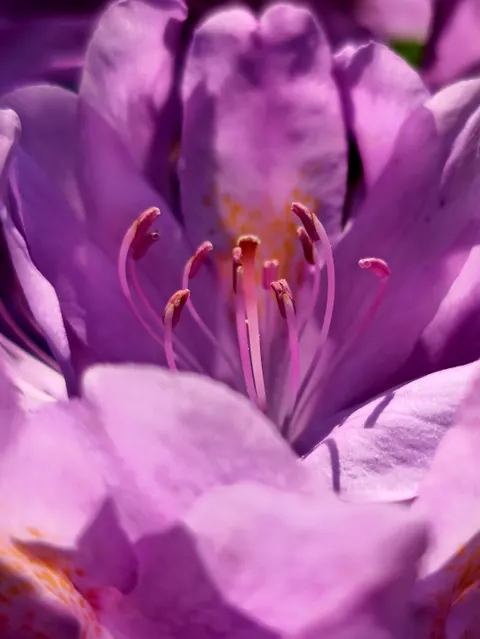 Petals Phone Wallpaper · petals · 1440×1920