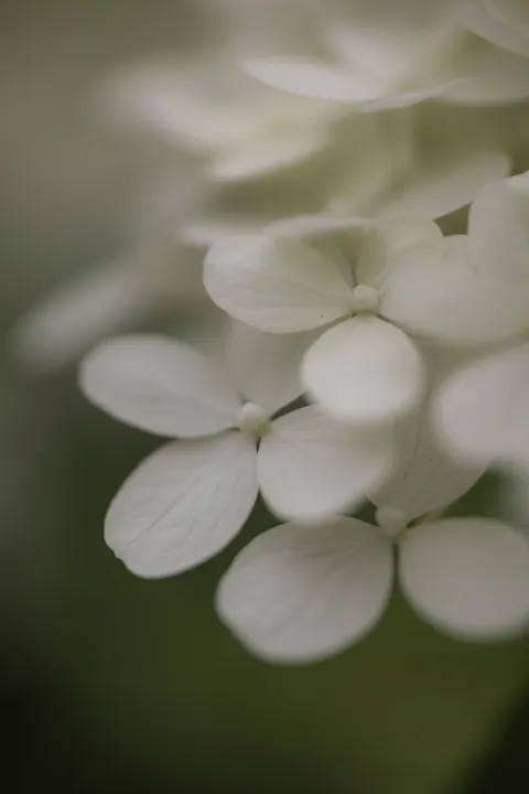 Petals Phone Wallpaper · petals · 1440×2160
