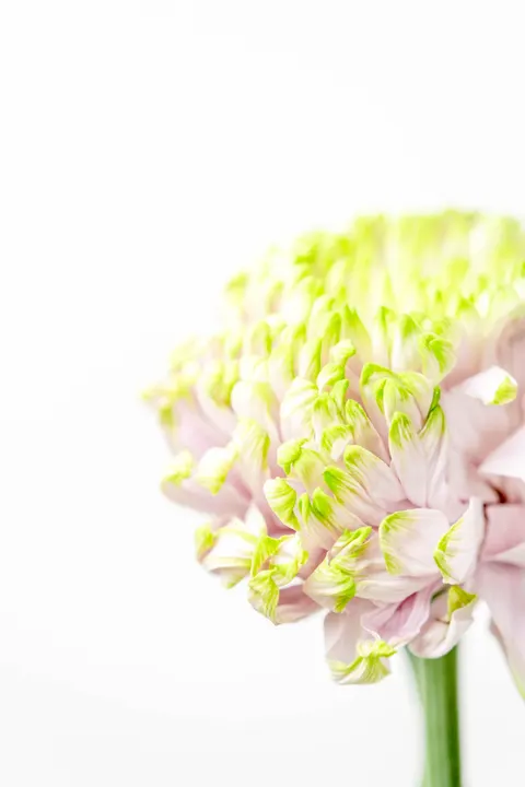 Petals Phone Wallpaper · petals · 1440×2160