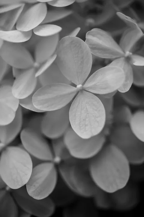 Petals Phone Wallpaper · petals · 1440×2160
