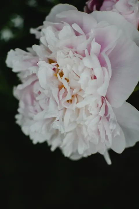 Petals Phone Wallpaper · petals · 1440×2160
