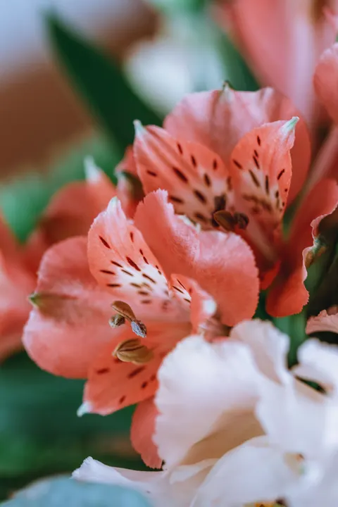 Petals Phone Wallpaper · petals · 1440×2160
