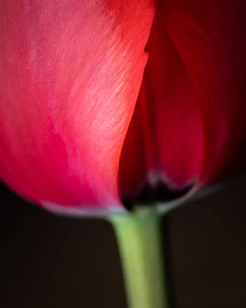 Petals Phone Wallpaper · petals · 1440×1800