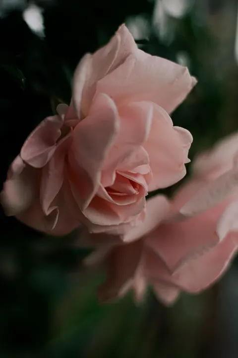 Petals Phone Wallpaper · petals · 1440×2160