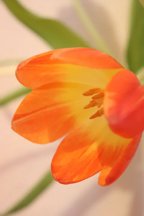 گلبرگ‌ها والپیپر موبایل · petals · 1440×2160