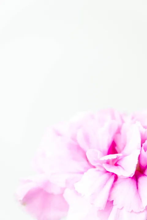 Petals Phone Wallpaper · petals · 1440×2160