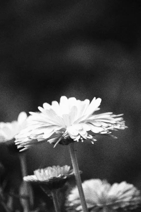 Petals Phone Wallpaper · petals · 1440×2160