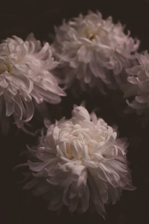 Petals Phone Wallpaper · petals · 1440×2160