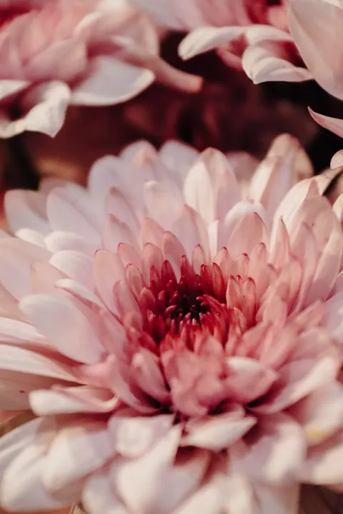 Petals Phone Wallpaper · petals · 1440×2160
