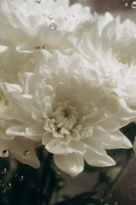 Petals Phone Wallpaper · petals · 1440×2166