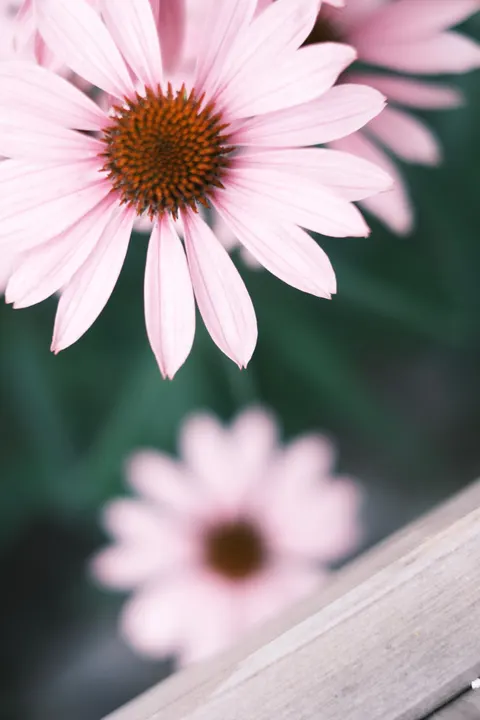 Petals Phone Wallpaper · petals · 1440×2160