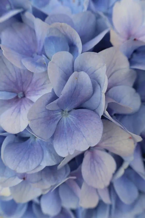 Petals Phone Wallpaper · petals · 1440×2160