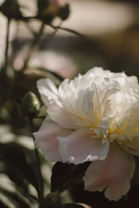 Petals Phone Wallpaper · petals · 1440×2160