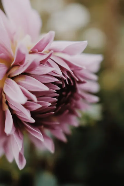Petals Phone Wallpaper · petals · 1440×2160