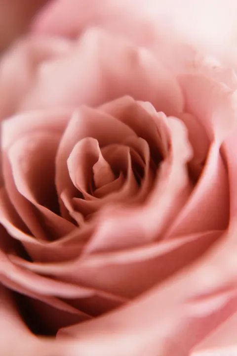 Petals Phone Wallpaper · petals · 1440×2160