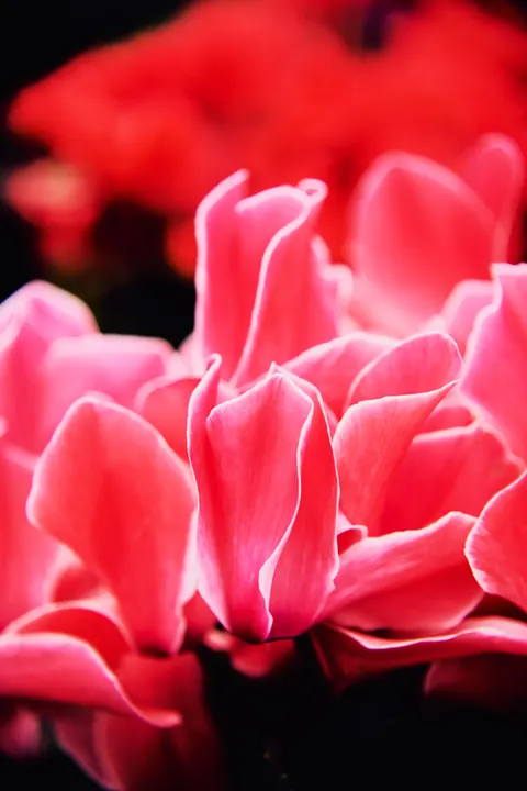 Petals Phone Wallpaper · petals · 1440×2160