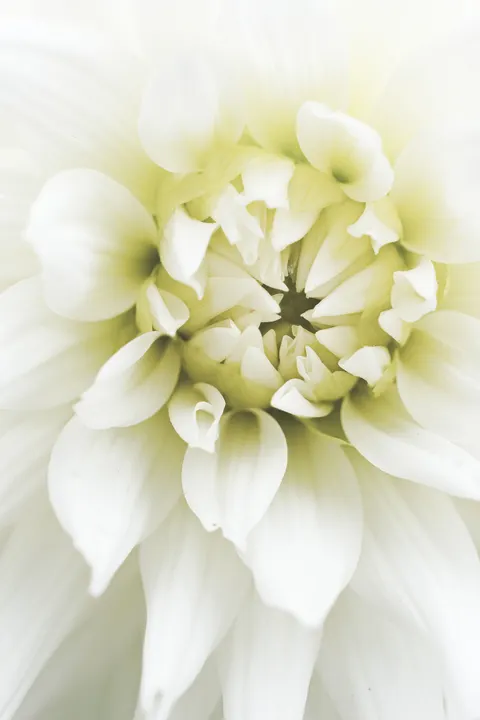 Petals Phone Wallpaper · petals · 1440×2160