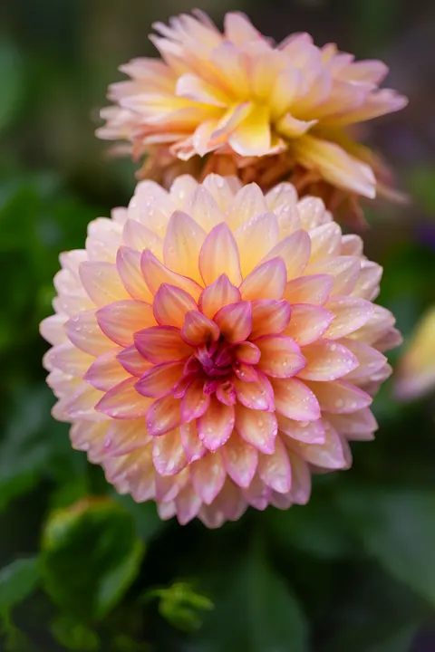 Petals Phone Wallpaper · petals · 1440×2160