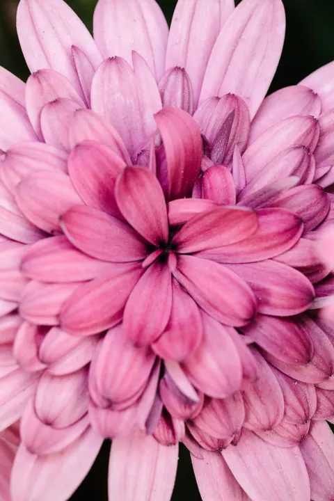 Petals Phone Wallpaper · petals · 1440×2160