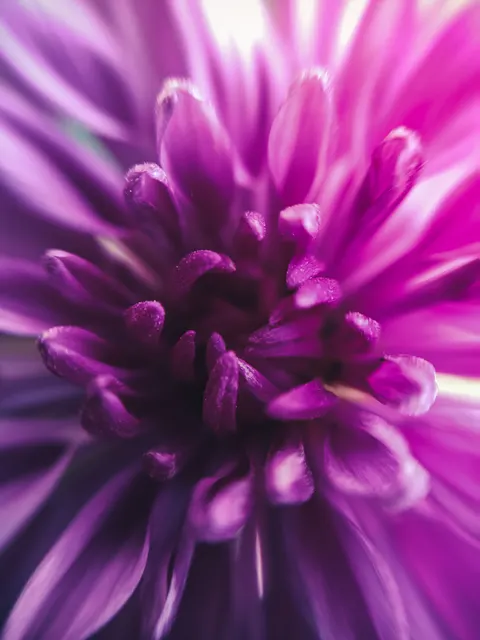Petals Phone Wallpaper · petals · 1440×1920