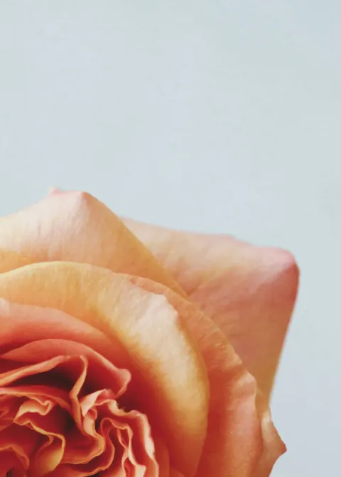 Petals Phone Wallpaper · petals · 1440×2016