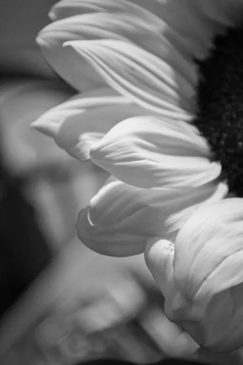 Petals Phone Wallpaper · petals · 1440×2160