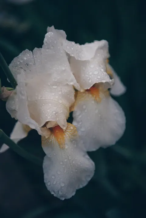 Petals Phone Wallpaper · petals · 1440×2157