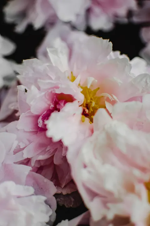 Petals Phone Wallpaper · petals · 1440×2160