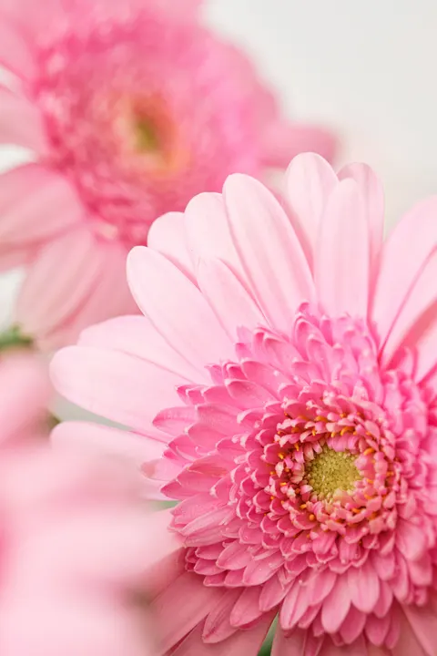 Petals Phone Wallpaper · petals · 1440×2160