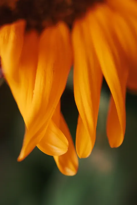 Petals Phone Wallpaper · petals · 1440×2160