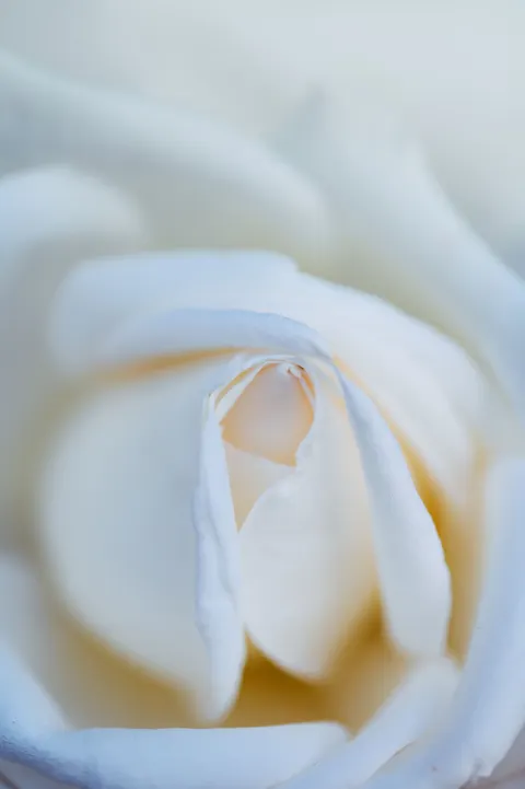 Petals Phone Wallpaper · petals · 1440×2164
