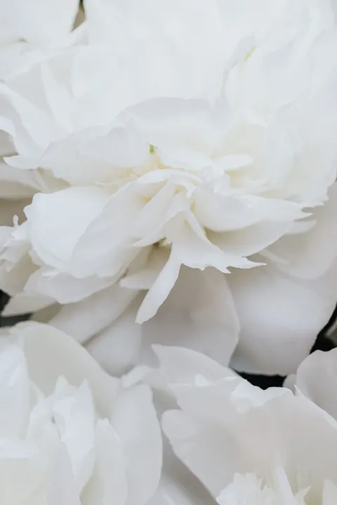 Kelopak Bunga Wallpaper HP · petals · 1440×2160