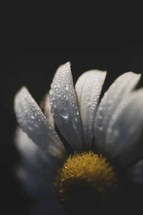 Petals Phone Wallpaper · petals · 1440×2160