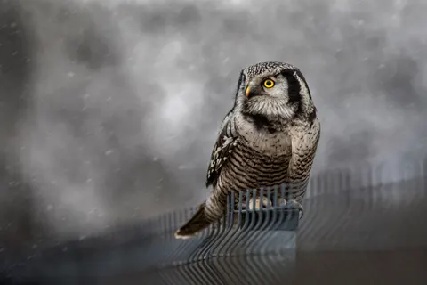 Fondo de pantalla Búho 4K · animals · 3840×2560