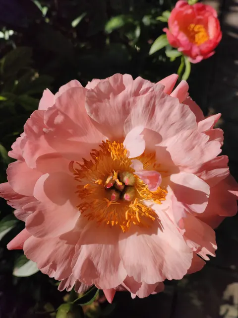 Cánh Hoa Hình Nền Điện Thoại · petals · 1440×1920