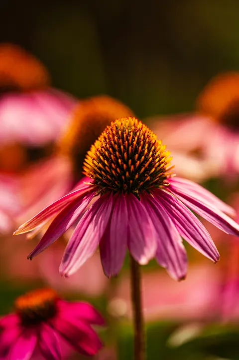 Petals Phone Wallpaper · petals · 1440×2164