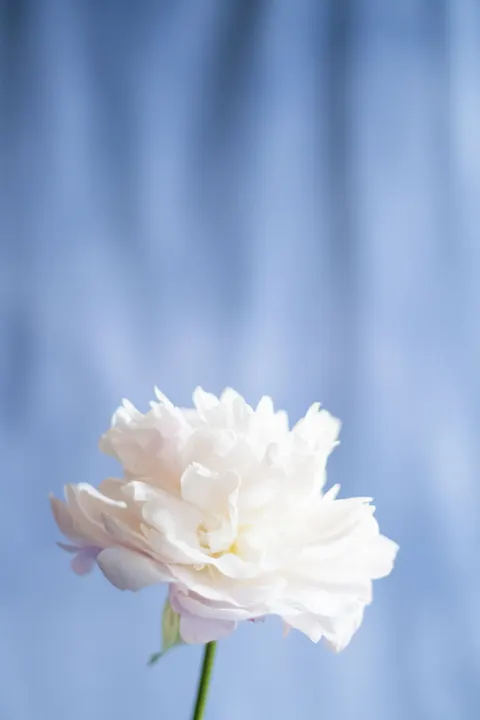 Petals Phone Wallpaper · petals · 1440×2160