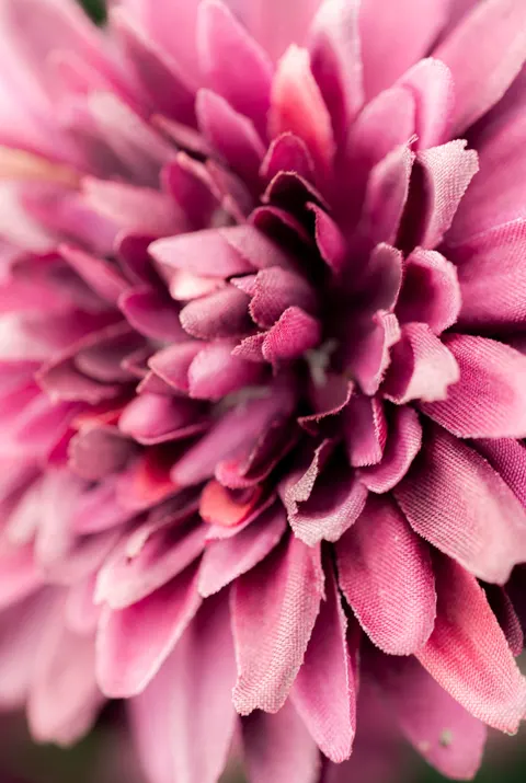 Petals Phone Wallpaper · petals · 1440×2143