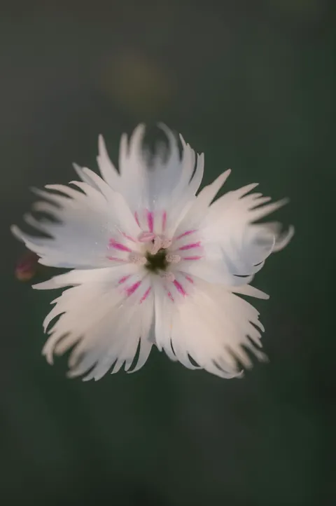Petals Phone Wallpaper · petals · 1440×2166