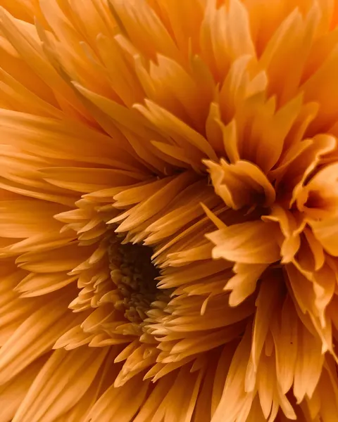 Petals Phone Wallpaper · petals · 1440×1800