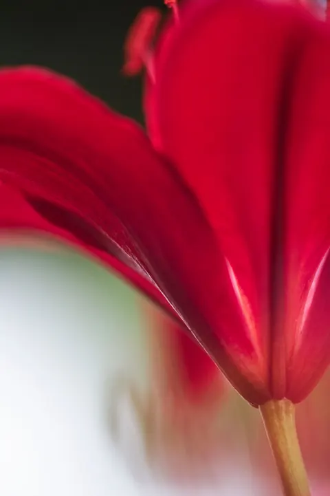 Petals Phone Wallpaper · petals · 1440×2164