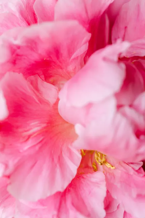 Petals Phone Wallpaper · petals · 1440×2160