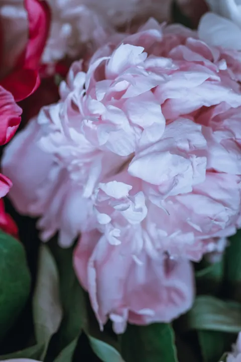 Petals Phone Wallpaper · petals · 1440×2160