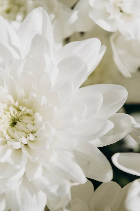 Petals Phone Wallpaper · petals · 1440×2166