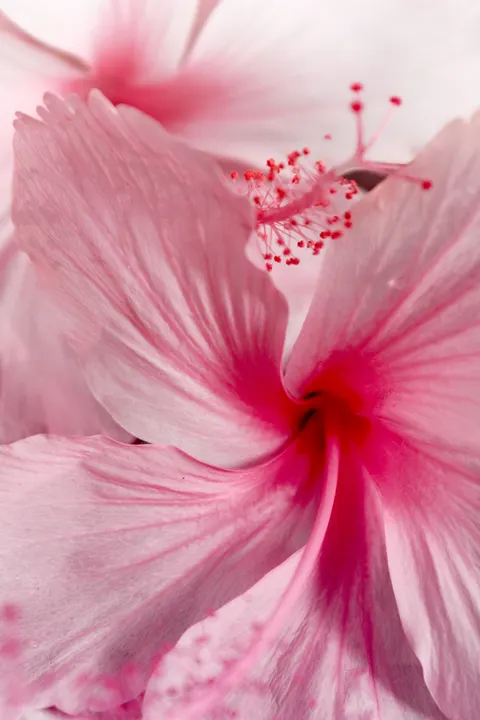 Petals Phone Wallpaper · petals · 1440×2160