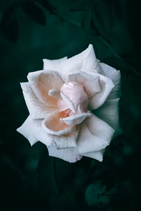 Petals Phone Wallpaper · petals · 1440×2160