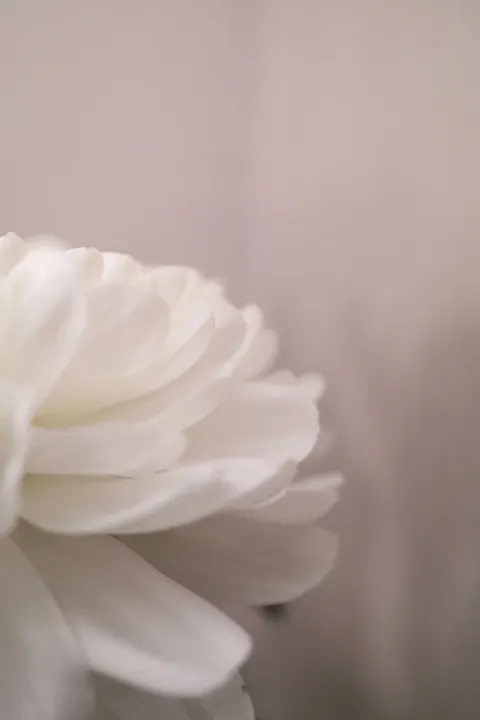 Petals Phone Wallpaper · petals · 1440×2160