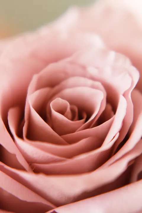 Cánh Hoa Hình Nền Điện Thoại · petals · 1440×2160