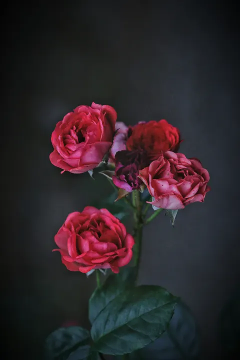 Rose Petals Phone Wallpaper · petals · 1440×2160