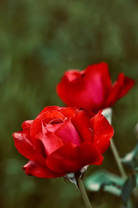 Rose Petals Phone Wallpaper · petals · 1440×2160
